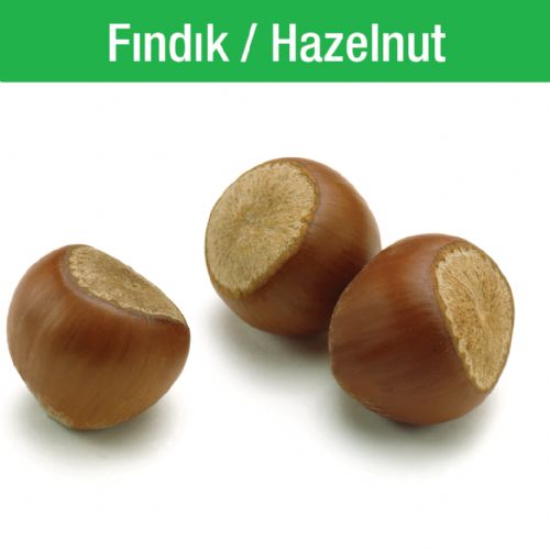 Fındık