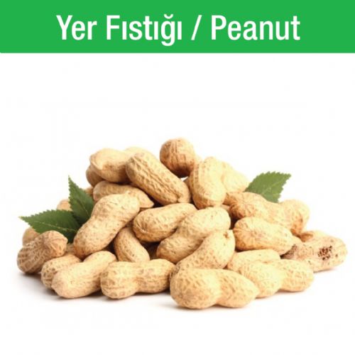 Yer Fıstığı